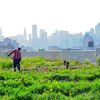 NYC Is Awesome At Rooftop Farming